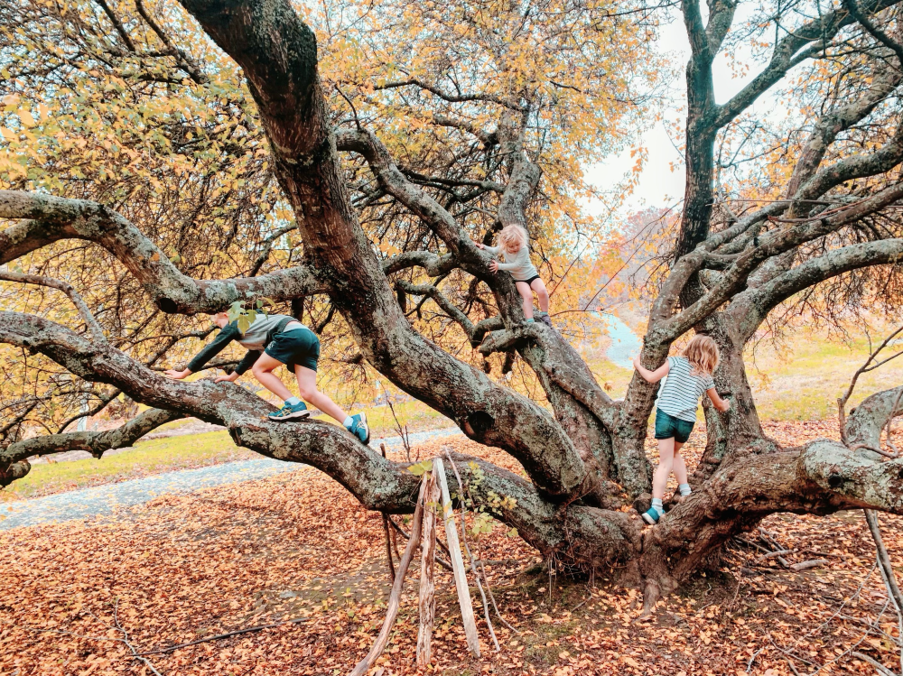 The Ultimate List Of Adelaides Best Climbing Trees KIDDO Mag 