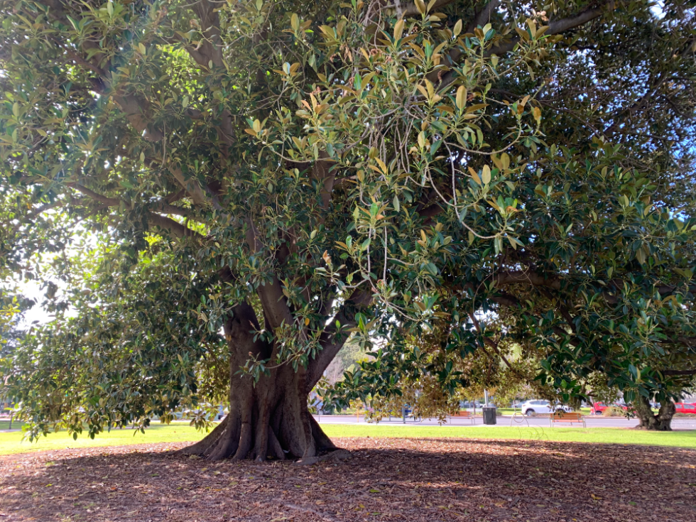 The Ultimate List Of Adelaide's Best Climbing Trees - KIDDO Mag