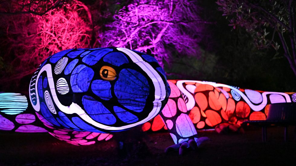 Light creatures illuminate adelaide