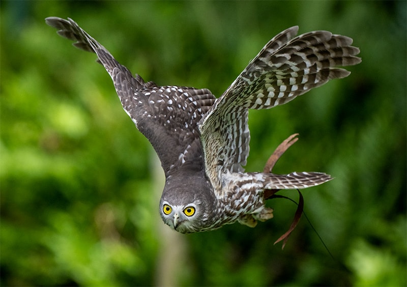 free flight show adelaide zoo