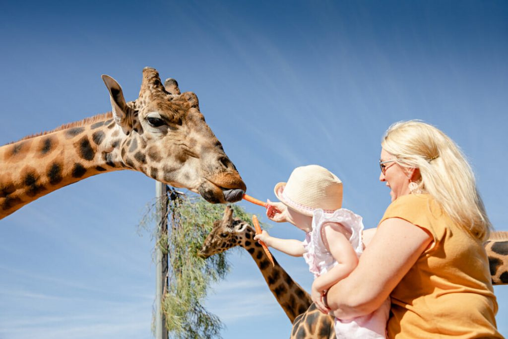 Giraffe Monaro Safari Park