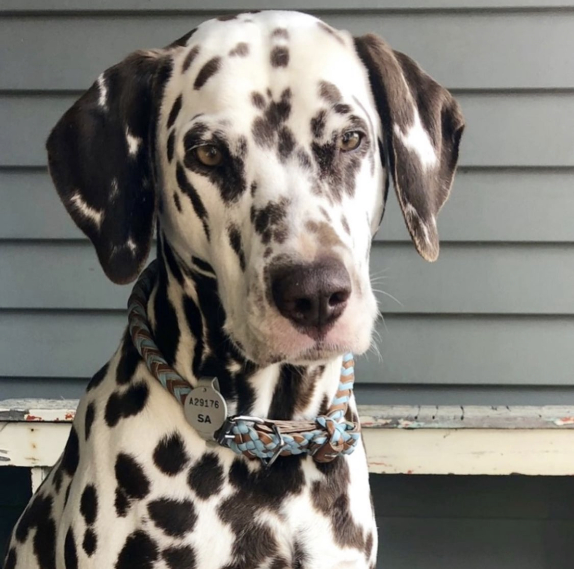 Rebecca Morse's dalmation Henley