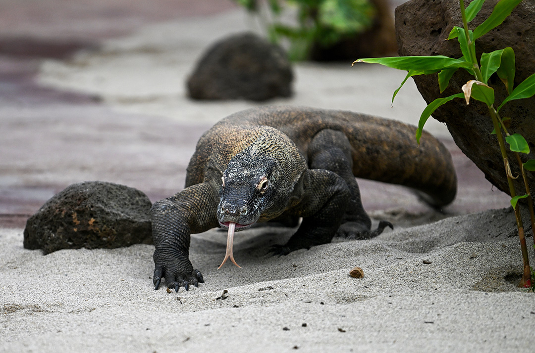 komodo dragon adelaide zo