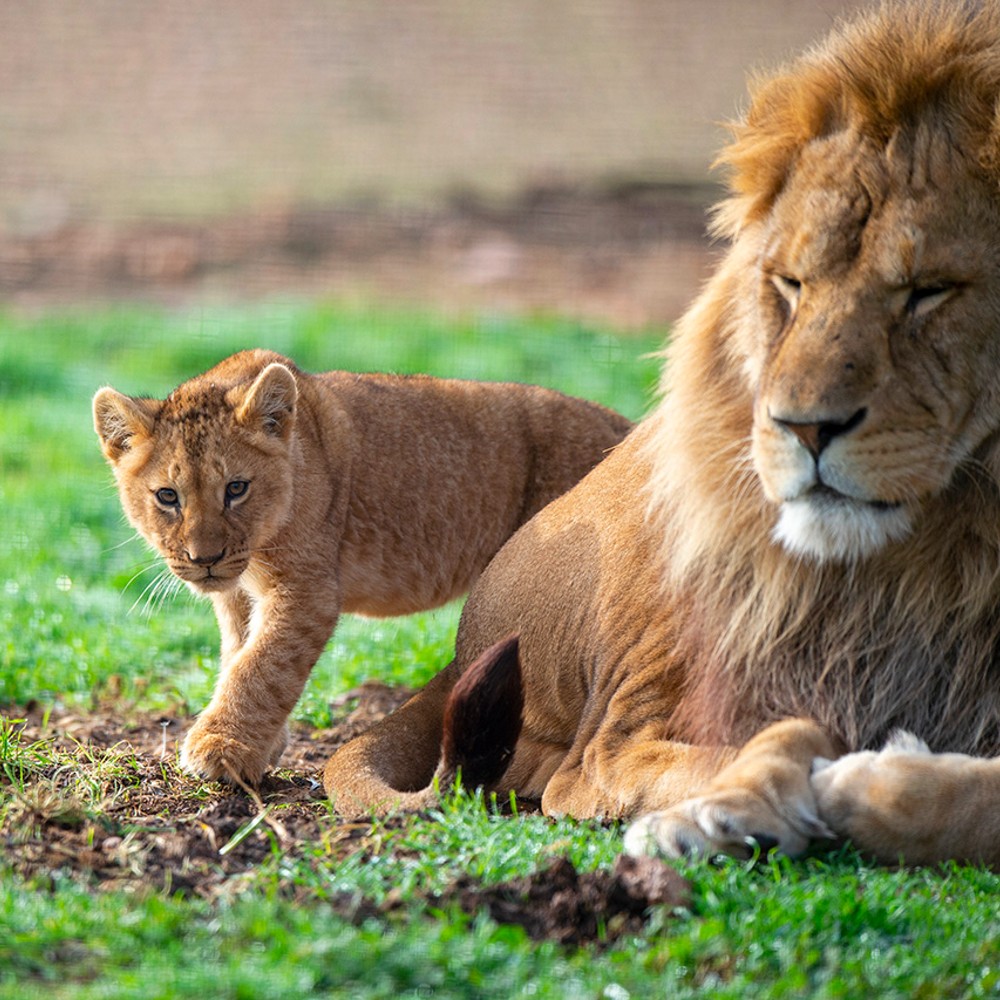 naturally wild adelaide zoo school holidays