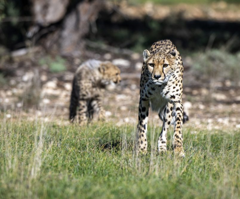 cheetahs at Monarto