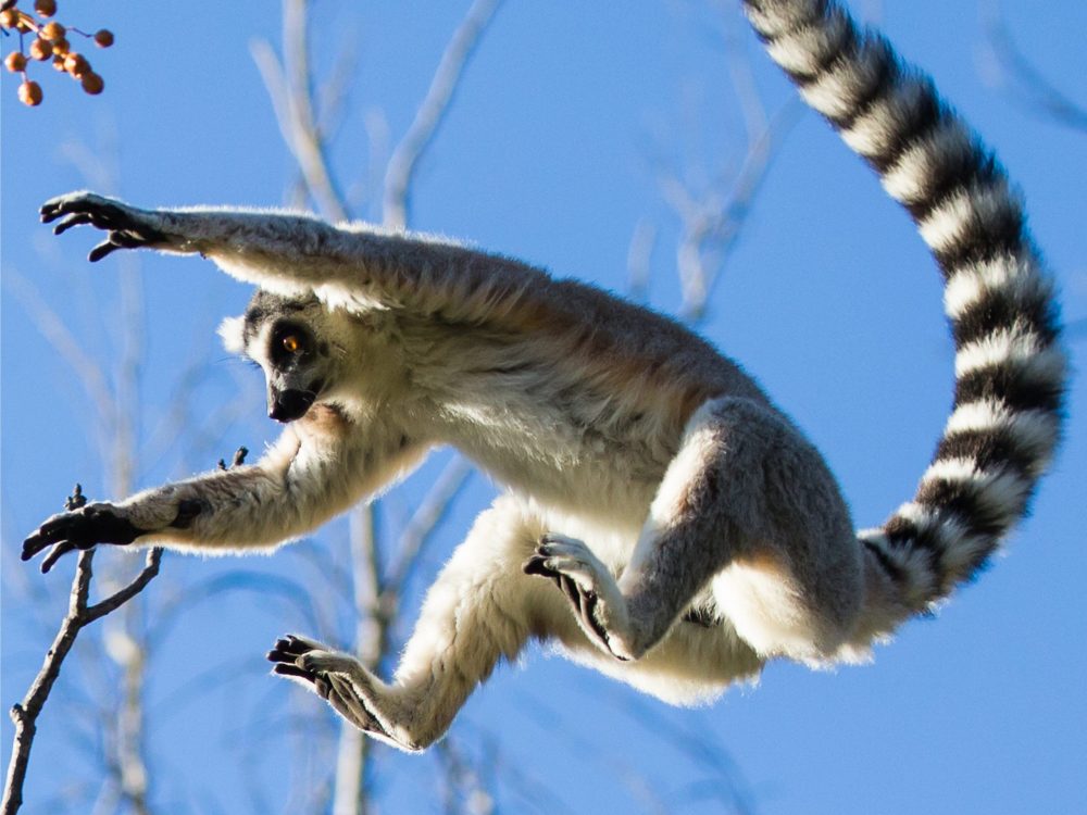 Lemur at Adelaide Zoo 