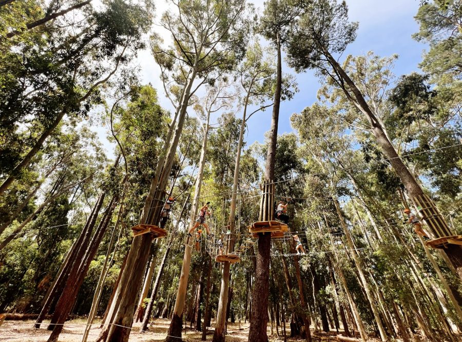 TreeClimb Kuitpo Forest