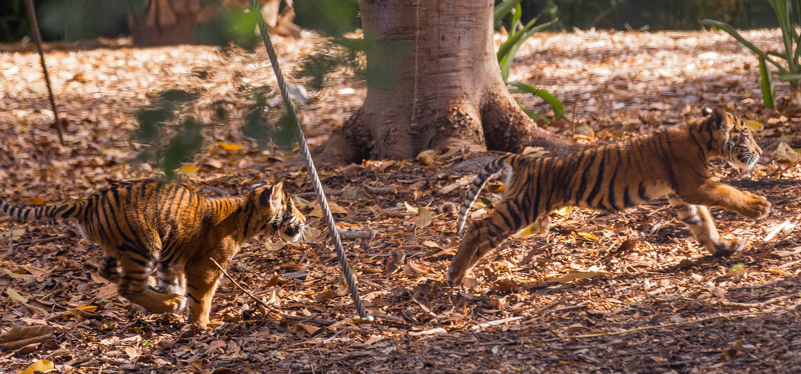 tiger cubs adelaide zoo