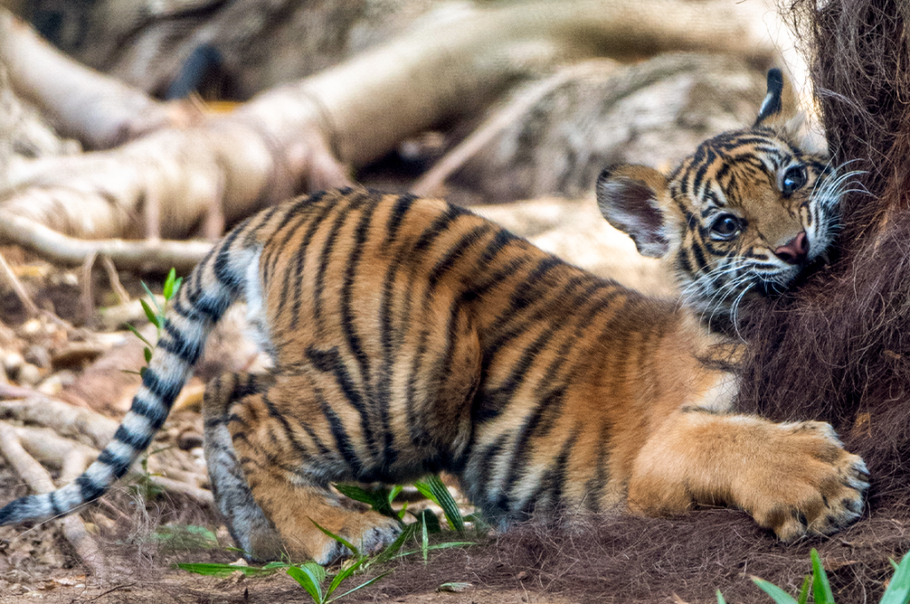tiger cubs adelaide zoo