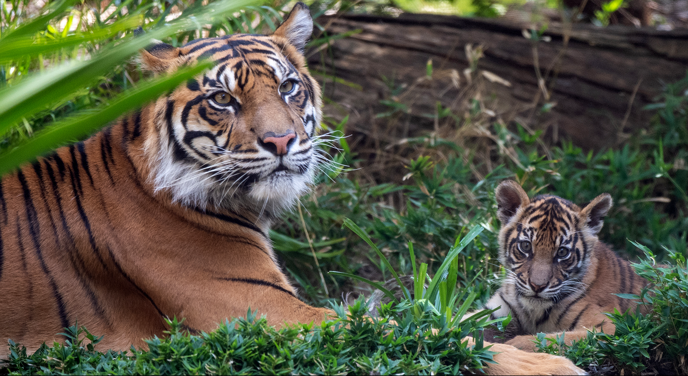 tiger cubs adelaide zoo