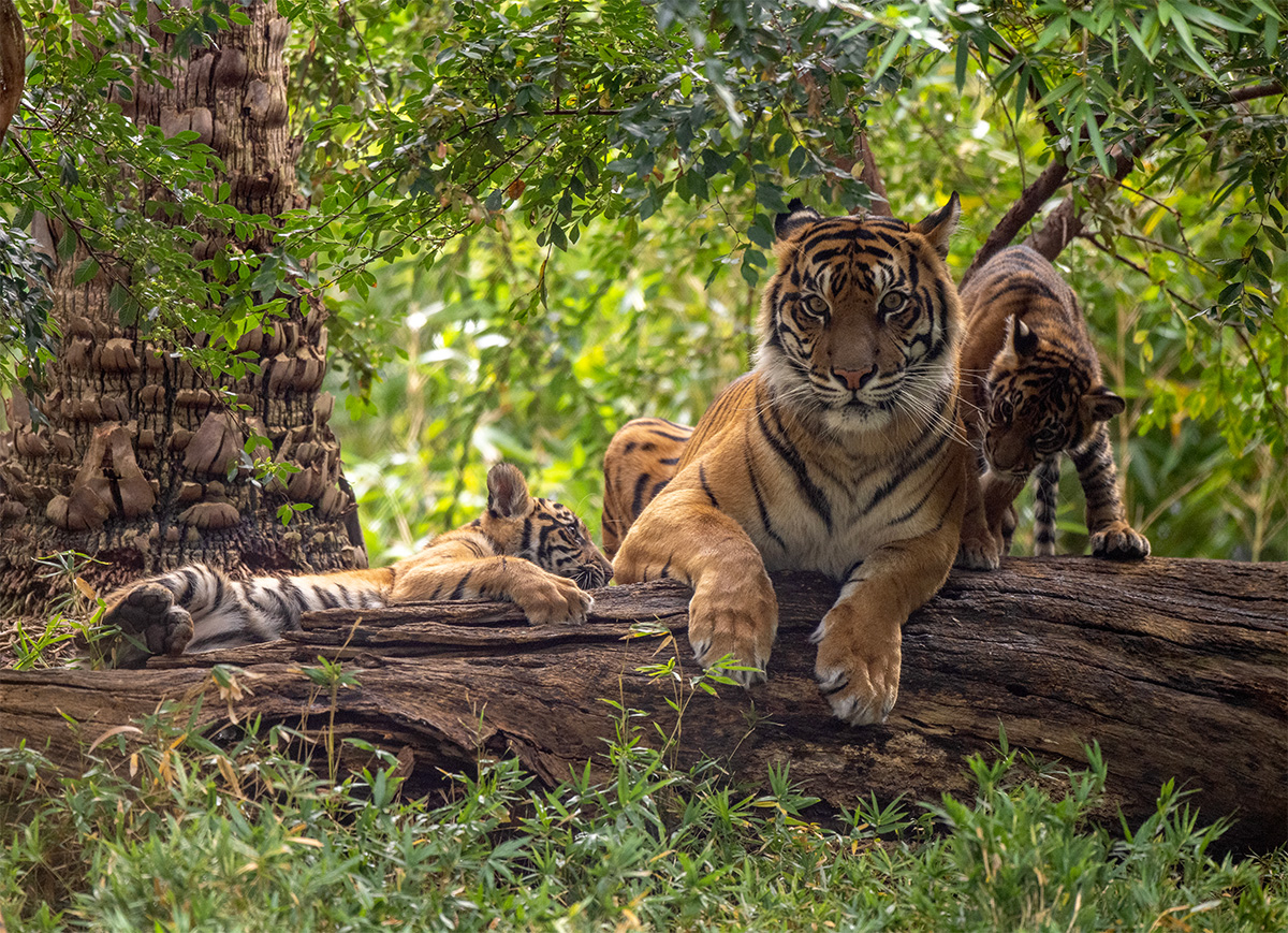 Name a tiger cub and win an experience at Adelaide Zoo