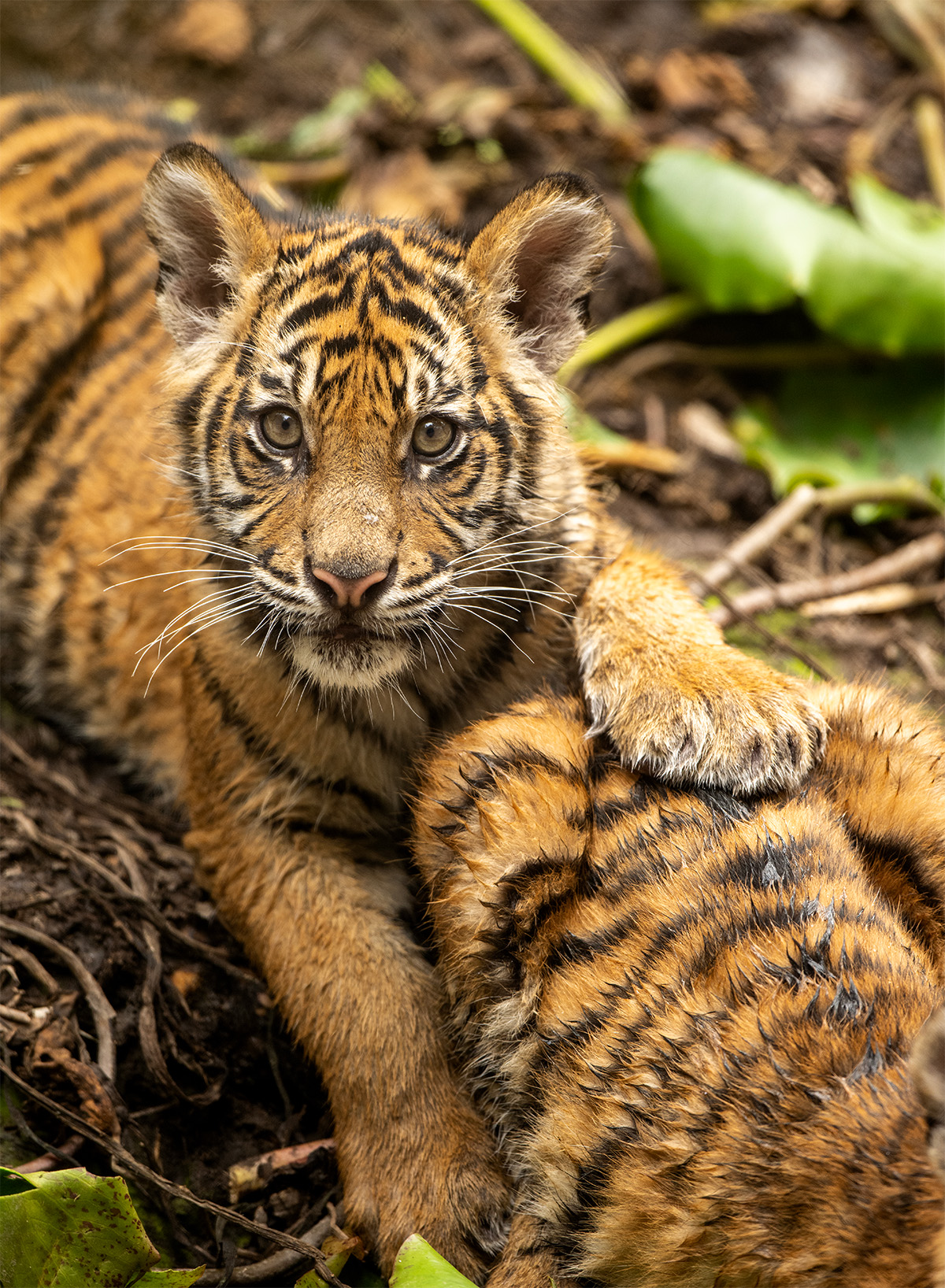 Tiger Cubs at Adelaide Zoo