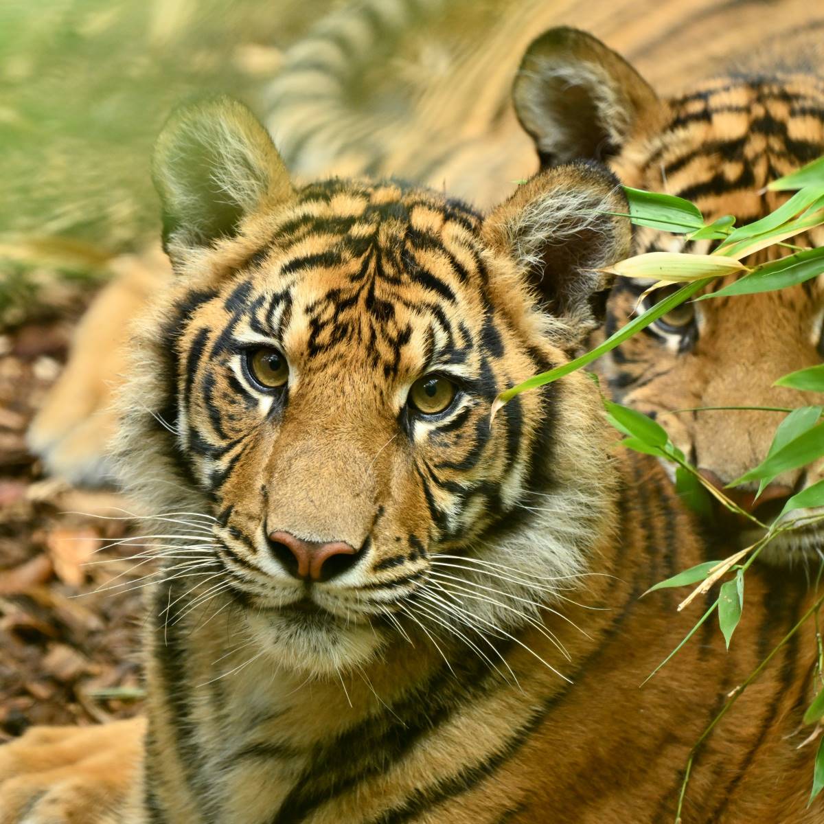 Sumatran Tiger at the Adelaide Zoo