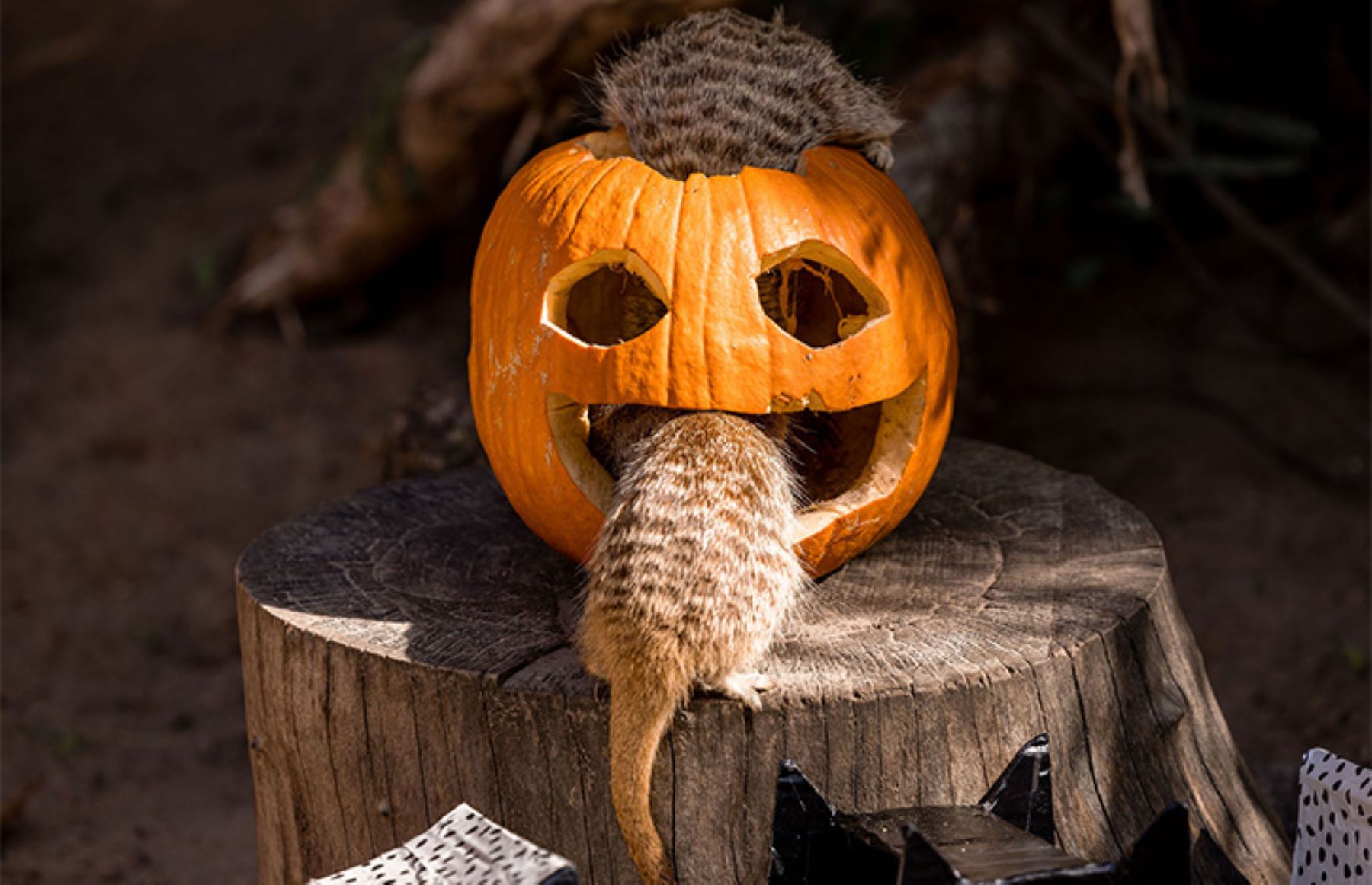 Meerkat peeking through carved pumpkin.