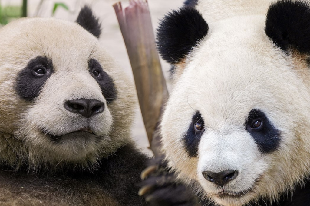 Two giant pandas.