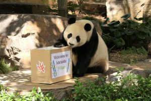 A panda bear sits on a box, looking curiously at a sign placed on it.