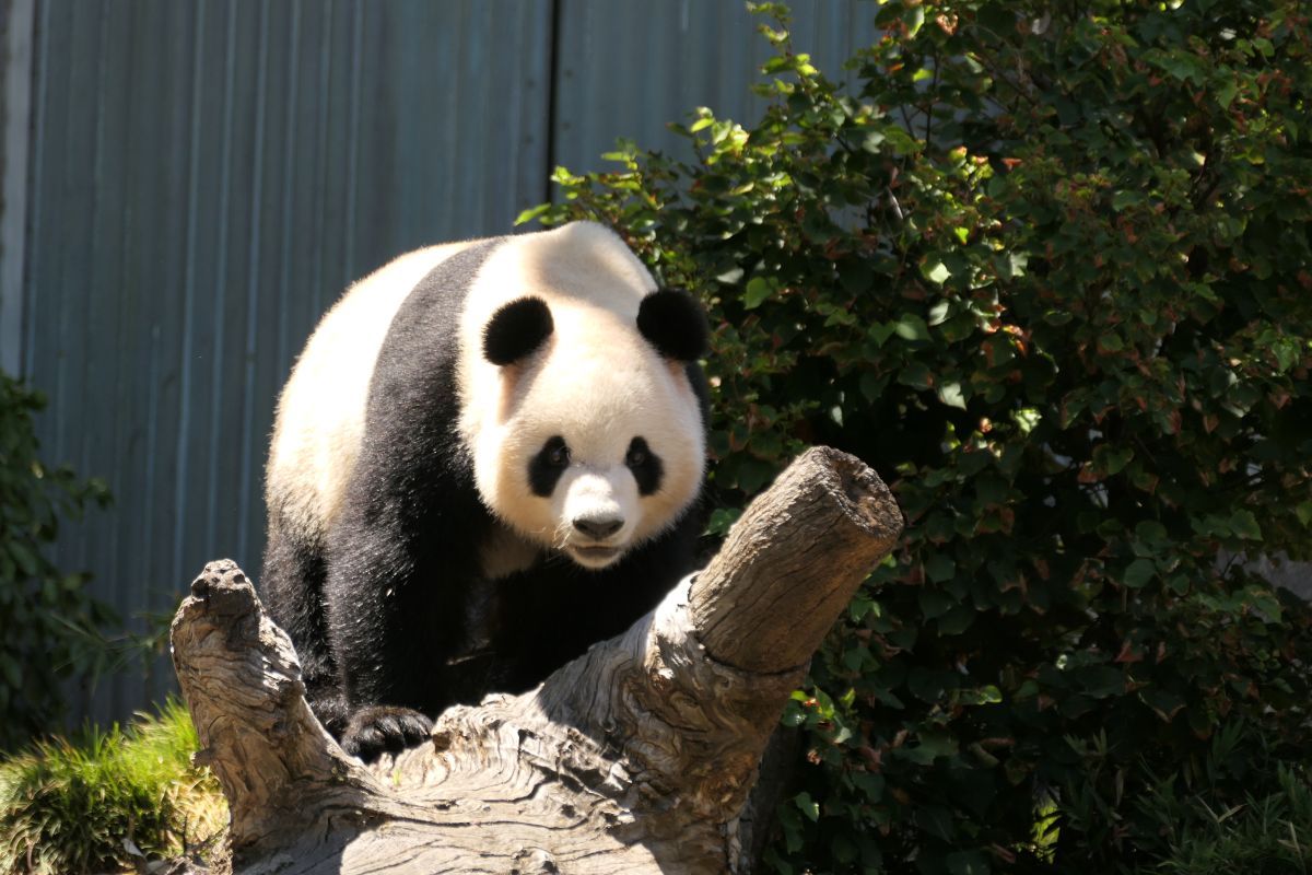 A panda bear stands on a tree branch, surrounded by lush green leaves, showcasing its playful nature.