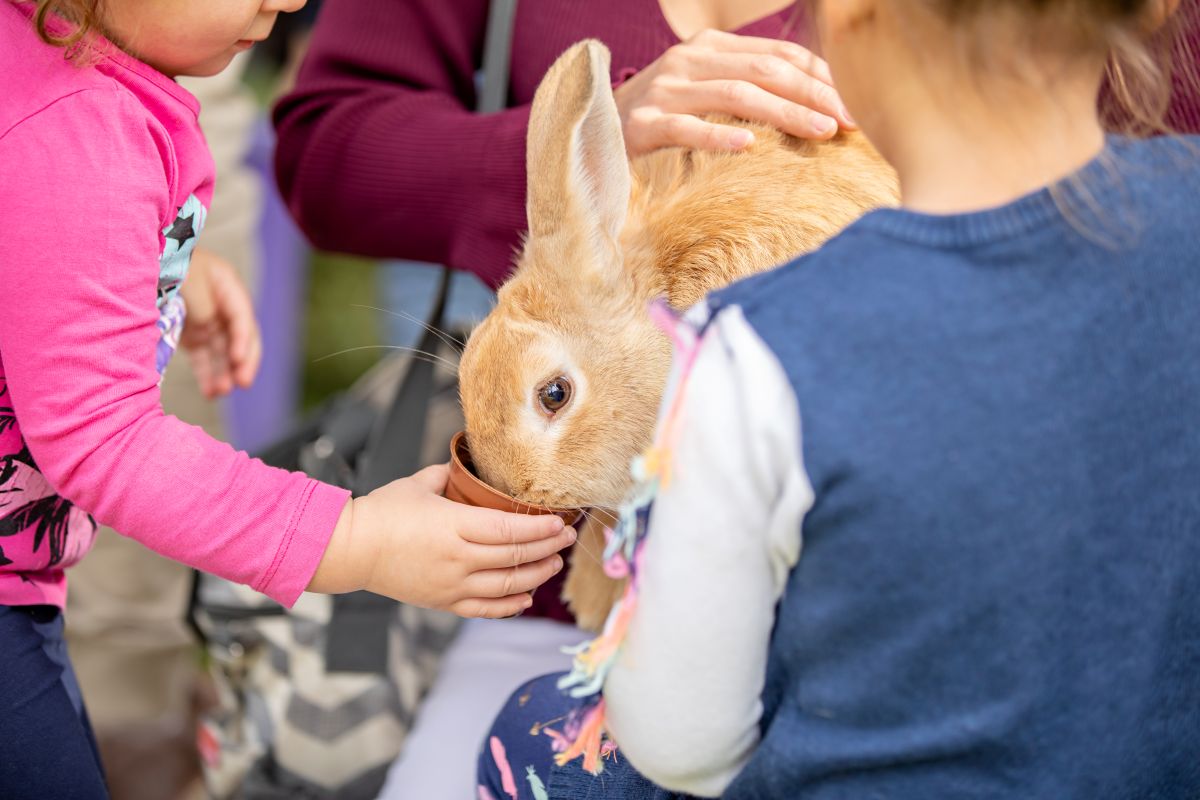 A young girl feeds a rabbit to another child, showcasing a moment of joy and connection between them.