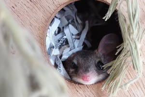 A curious animal peeks out from a small hole in a rustic wooden box.