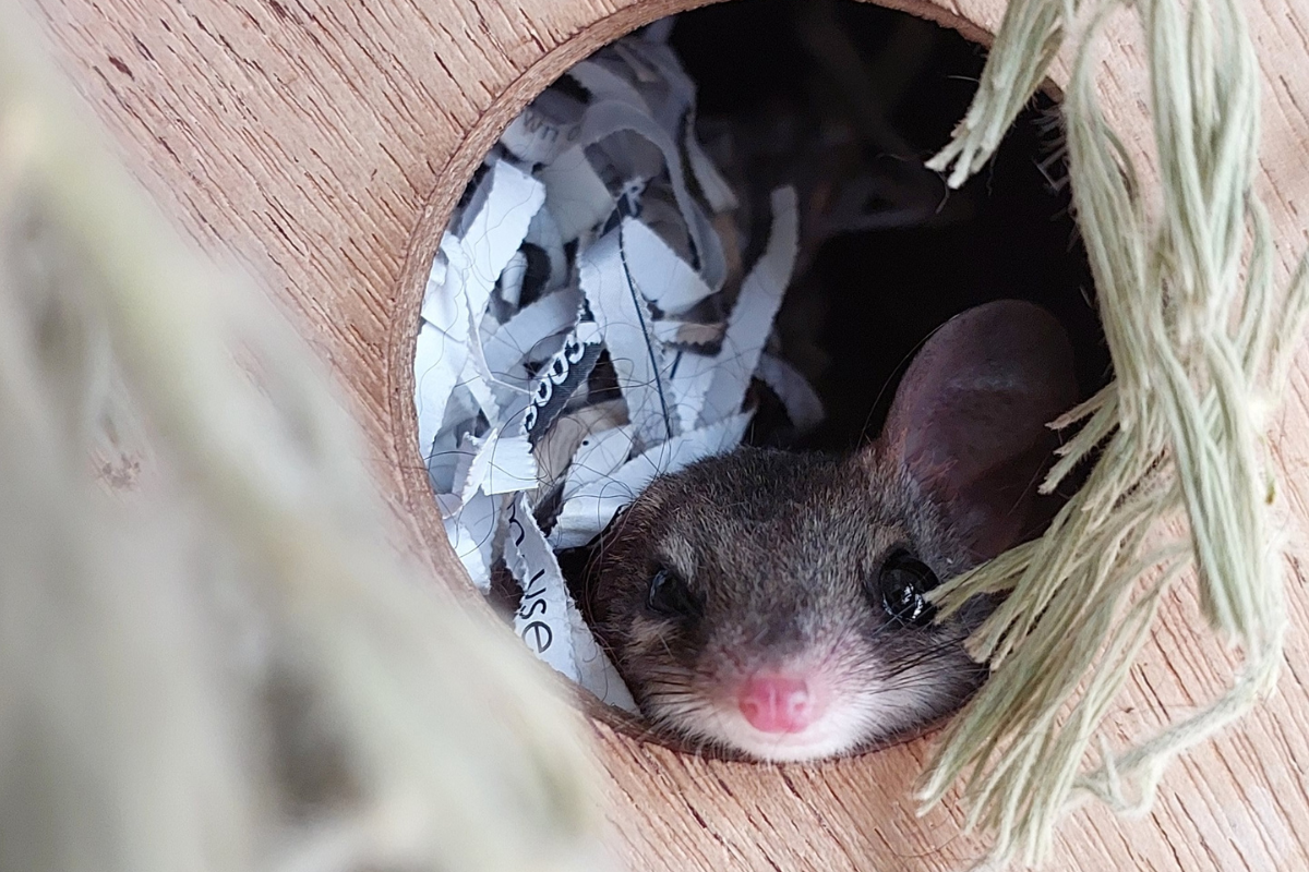 Minstead Animals Small, but mighty species make big impact at Zoos SA - KIDDO Mag