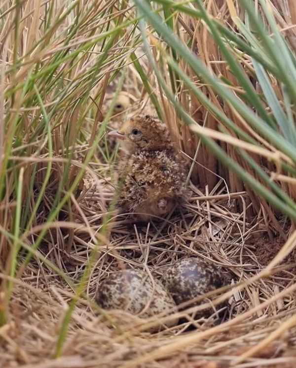 A small bird nest nestled in the grass, surrounded by lush green blades.