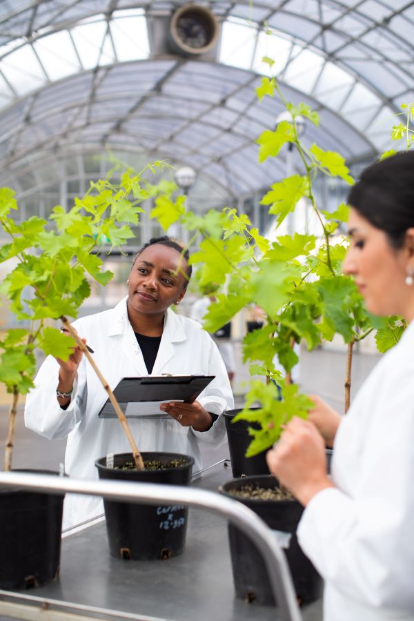 Two women in lab coats examining plants in a laboratory setting, showcasing their research and collaboration.