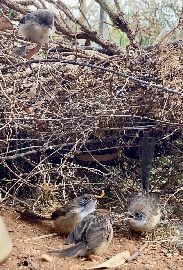 A group of birds gathered on the ground, showcasing their varied colors and sizes in a natural setting.