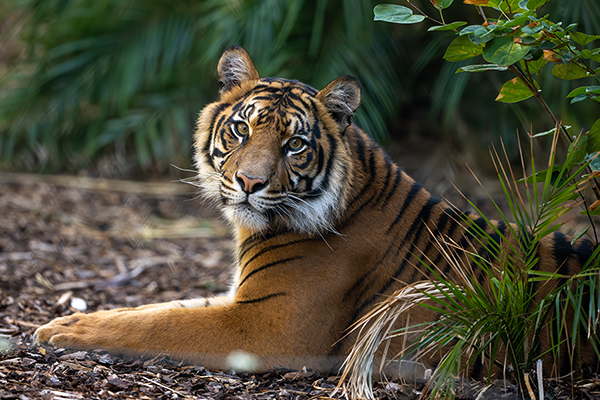 Sumatran Tiger