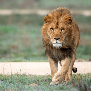 A lion walking gracefully across a sunlit field, showcasing its majestic mane and powerful stride.