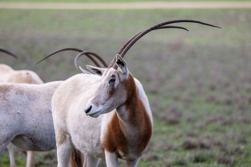 Scimitar-horned-Oryx
