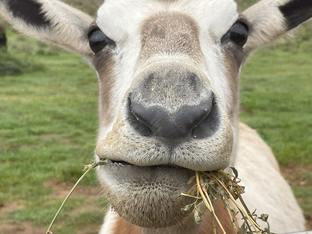 A Scimitar-horned Oryx snapped by Monarto Safari Park keeper, Riley.