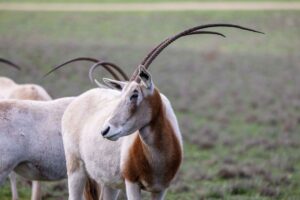 Scimitar-horned-Oryx