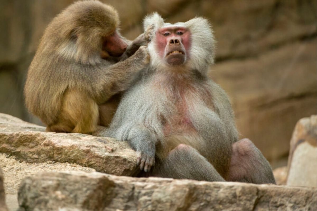 Two baboons grooming each other in a zoo enclosure, showcasing their social behavior and bond.