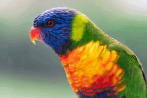 A vibrant rainbow lorikeet perched on a branch, showcasing its colorful feathers in bright green, blue, yellow, and red.