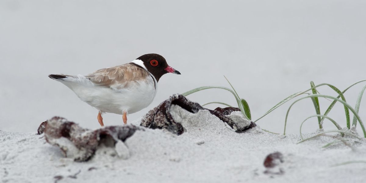 A bird perched atop a mound of sand, showcasing its feathers against the sandy backdrop.