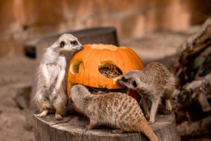 Three meerkats are gathered around a pumpkin, nibbling on its flesh in a playful manner.