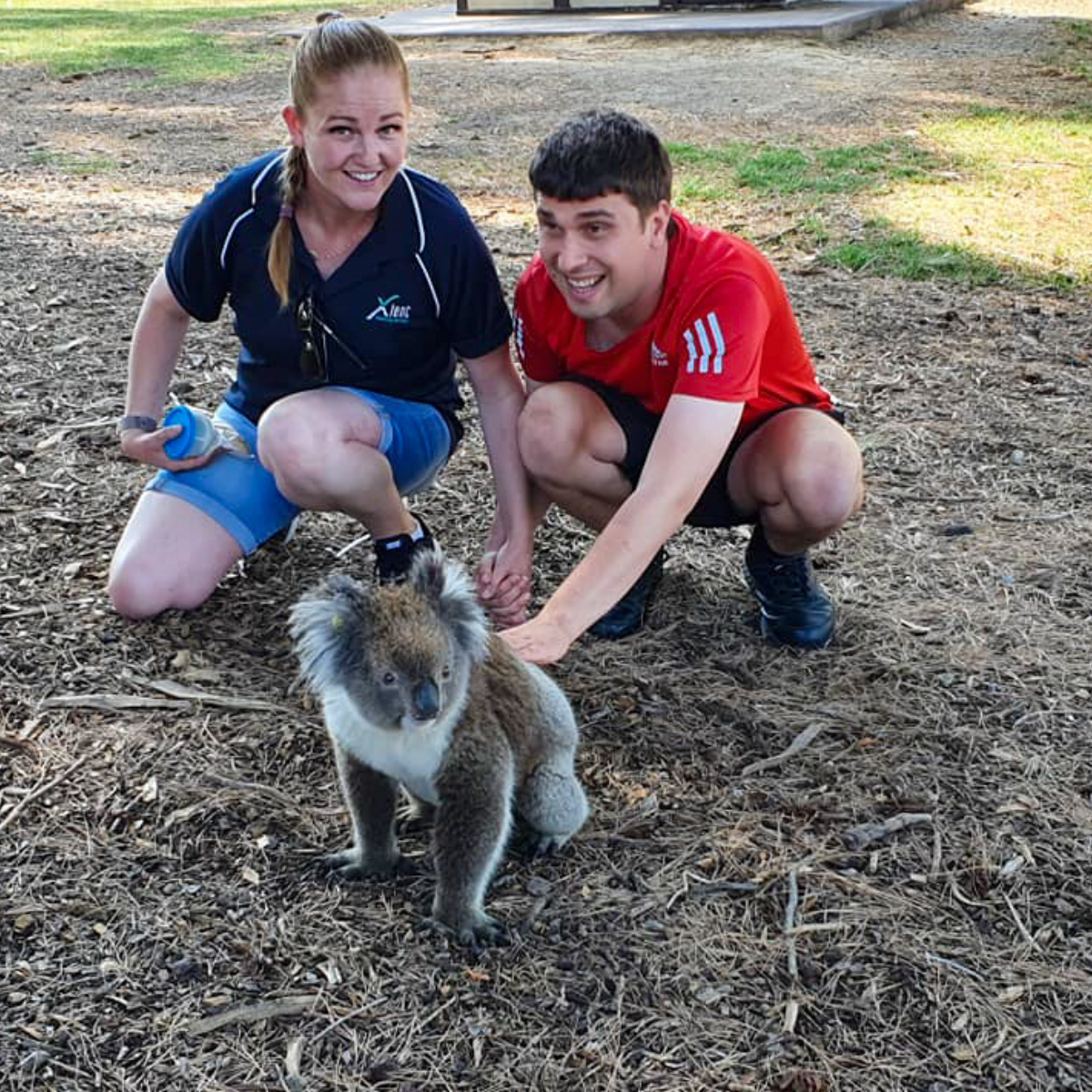 Two people kneel beside a koala on the ground, gently interacting with the animal in a natural setting.