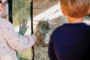 A young boy and girl gaze at a tiger through a glass window at a zoo, captivated by the majestic animal.