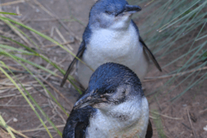 Two little penguins standing side by side on the ground, showcasing their black and white feathers.