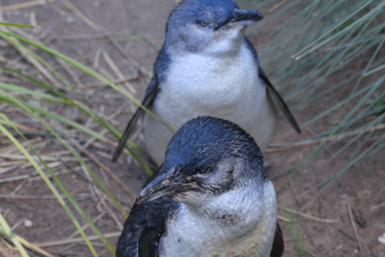 Two little penguins standing side by side on the ground, showcasing their black and white feathers.
