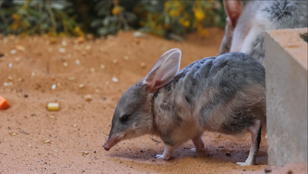 Bilby