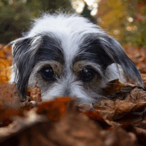 A dog rests on the ground surrounded by colorful autumn leaves.
