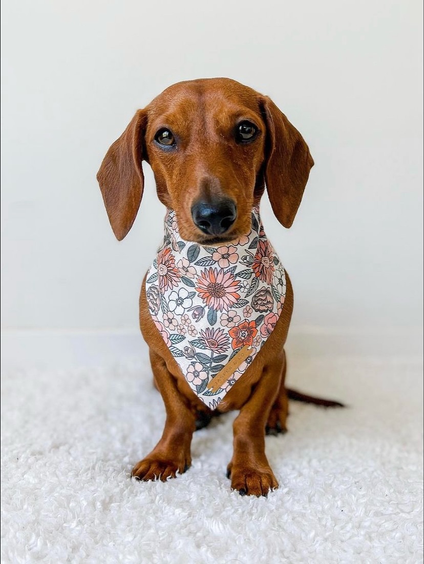  A dachshund wearing a colorful floral bandana, sitting attentively with a playful expression.