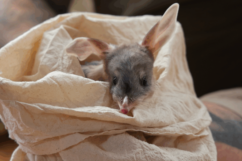 A small animal is snugly wrapped in a bag, appearing calm and secure within its fabric enclosure.