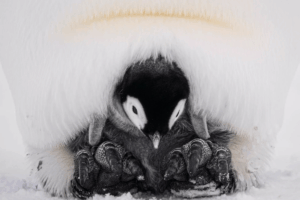 An emperor penguin stands protectively beside its fluffy chick on a snowy landscape.