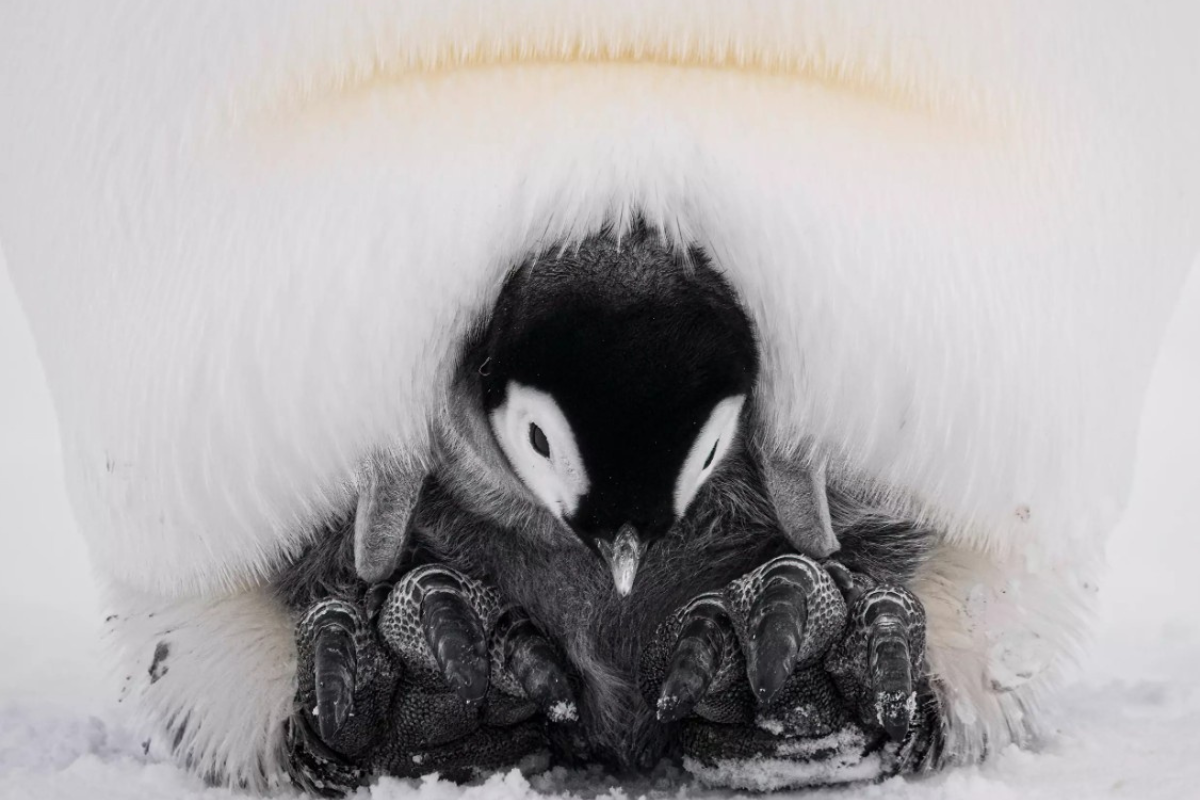 An emperor penguin stands protectively beside its fluffy chick on a snowy landscape.
