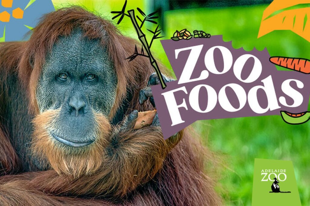 Adelaide Zoo orangutan