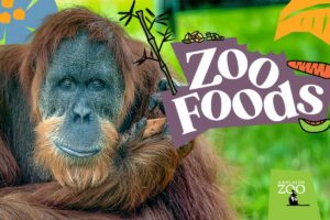 Adelaide Zoo orangutan