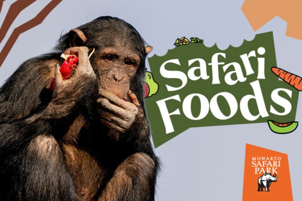 Monarto Safari Park chimpanzee eating an apple.