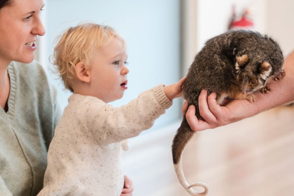 A woman holds a baby in her lap, the baby is reaching a hand out cuiously to a small possum held by a handler